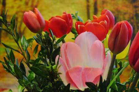 Tulipános