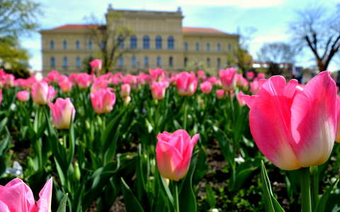 Szeged tavasszal, az egyetemmel a háttérben