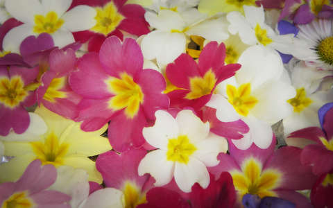 kankalin tavaszi virág