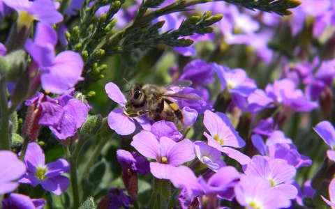 méh rovar tavaszi virág