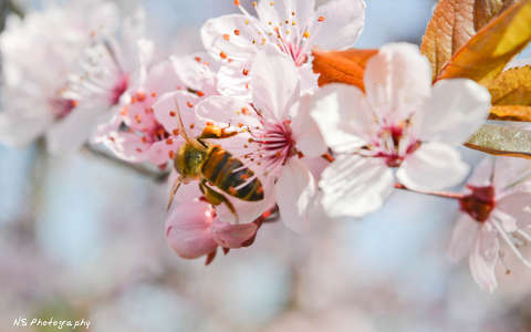 Virágpor-gyűjtés, tavasz, méh, szilvafa