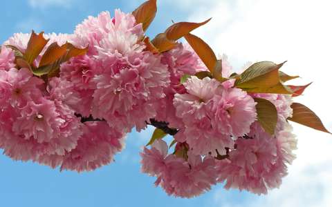 címlapfotó japán cseresznye tavasz virágzó fa