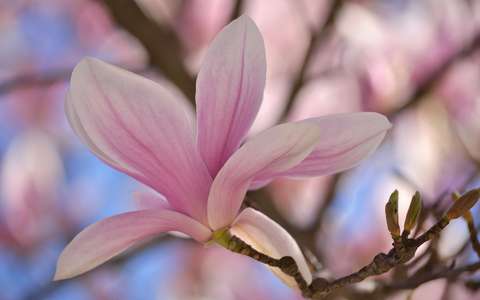 címlapfotó magnólia tavasz tavaszi virág