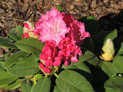 Rododendron