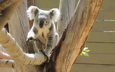 Koala a Budapesti Állatkertben