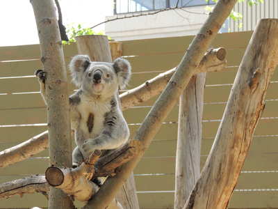 Koala Budapesten