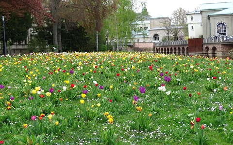 tavaszi virág tulipán virágmező