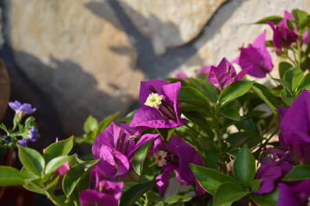 Bougainvillea