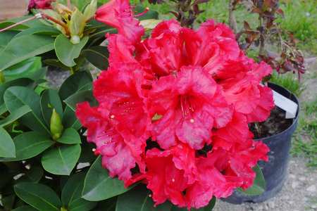 Rhododendron