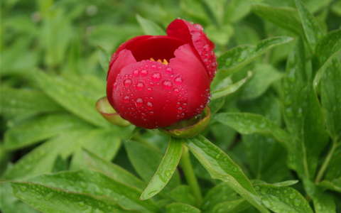 pünkösdi rózsa tavaszi virág vízcsepp