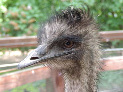 Emu