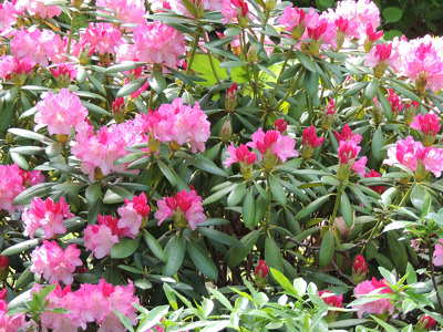 Rododendron