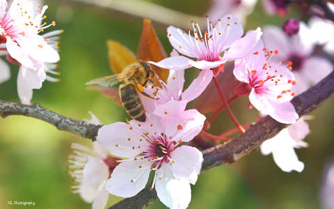 Méh, tavasz, életkép, szilvafa