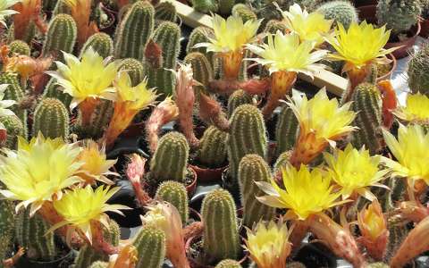 kaktusz kaktuszvirág