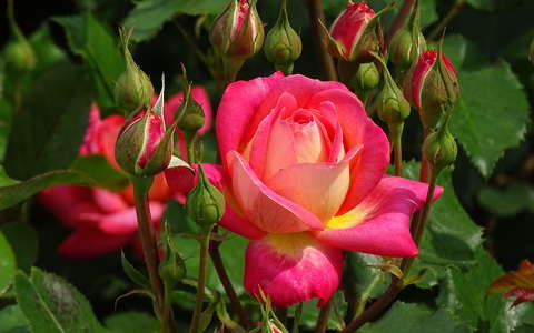 bimbó címlapfotó nyári virág rózsa