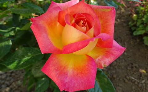nyári virág rózsa