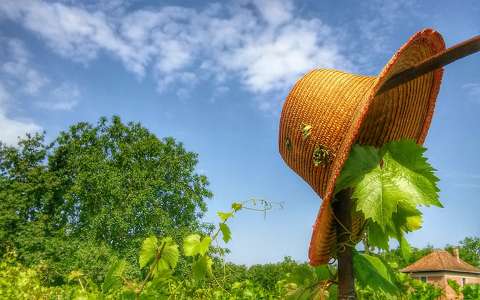 címlapfotó nyár szőlőültetvény