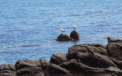 kövek és sziklák sirály tengerpart vizimadár