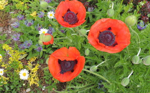 Ausztria virágcsendélet