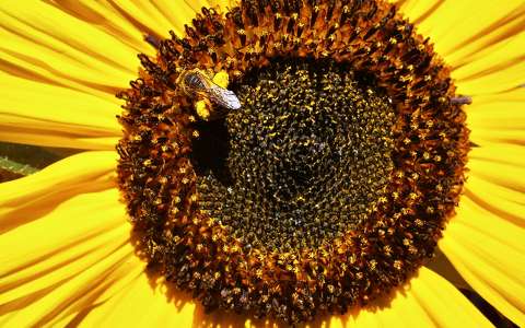 méh napraforgó rovar