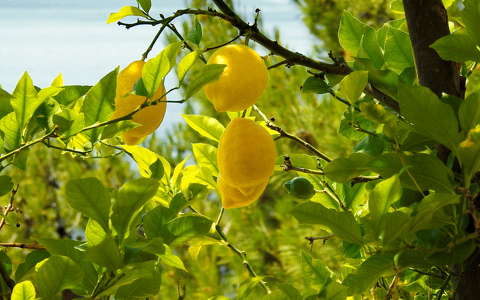 citrom gyümölcs