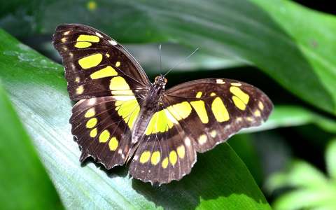 lepke