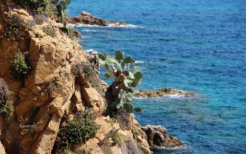 kaktusz kövek és sziklák spanyolország tengerpart