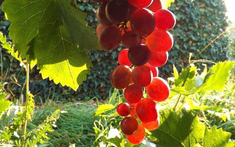 fény gyümölcs szőlő ősz