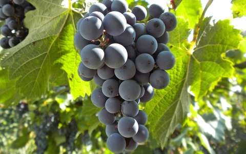 címlapfotó gyümölcs szőlő ősz