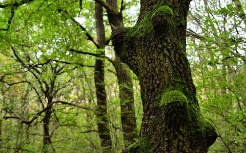 erdő fa moha