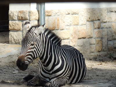 Zebra