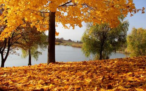 címlapfotó fa levél ősz