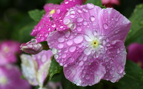 meténg nyári virág rózsameténg vízcsepp