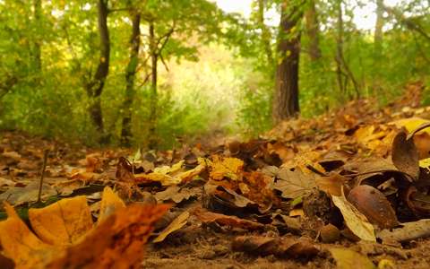 címlapfotó erdő levél ősz