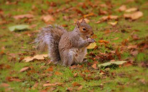 címlapfotó levél mókus ősz