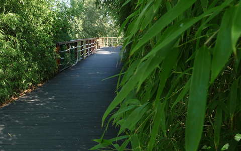 Bambuszösvény a Kopaszi gáton