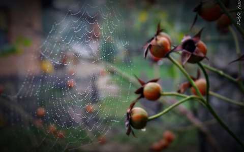 címlapfotó pókháló vízcsepp ősz