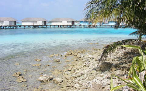 Maldív