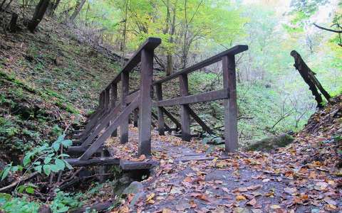 erdő híd ősz