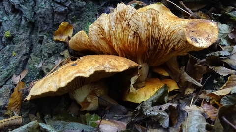 gomba