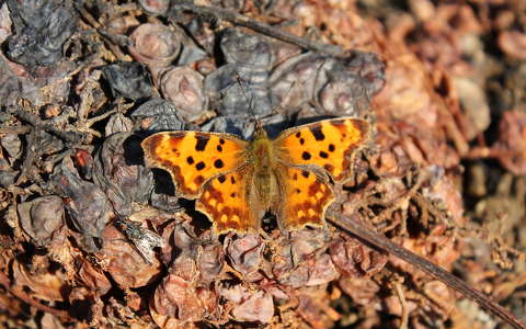 Napozó lepke