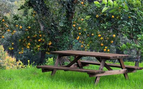 borostyán fa gyümölcs narancs