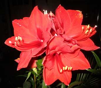 amarilis