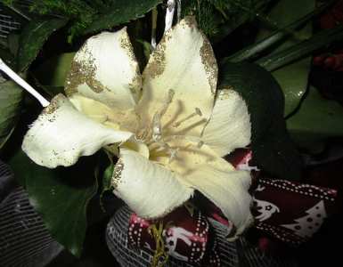 aranyló viola