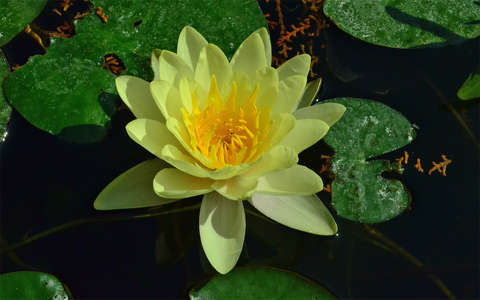 WATERLILY