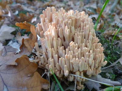 Korallgomba
