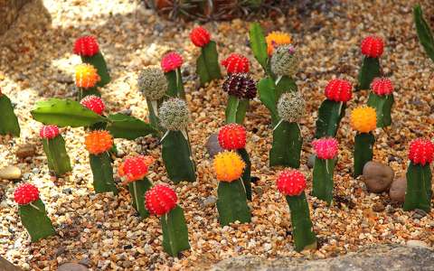 címlapfotó kaktusz