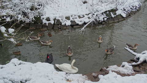 Ludak-Kacsák-Hattyúk