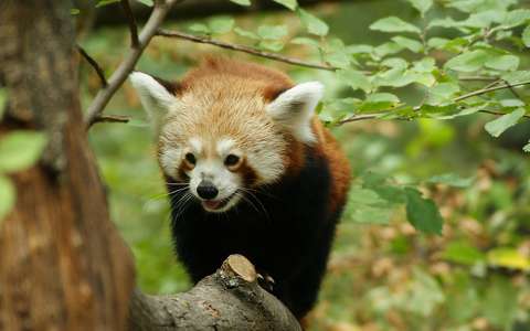 Kínai vörös panda. Szegedi vadaspark.