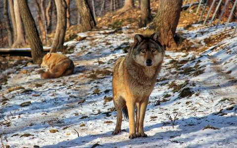 címlapfotó farkas tél